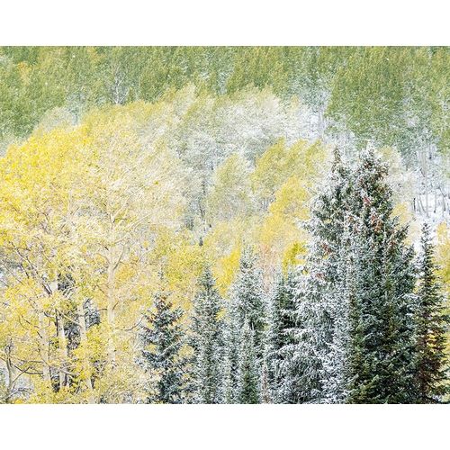 Utah-Wasatch Mountain Range fresh autumn snows-Aspens and Evergreens